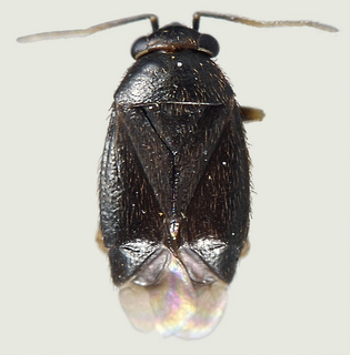 Chlamydatus suavis, female