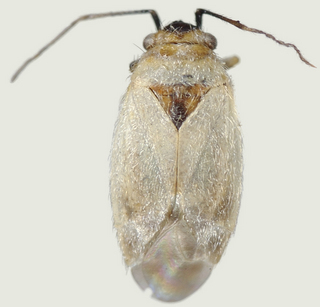 Europiella angulata, female