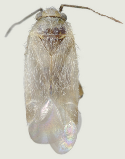 Europiella angulata, male