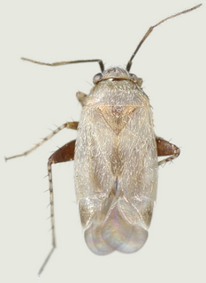 Europiella decolor, female