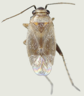 Europiella decolor, female