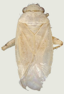 Europiella morrisoni, female