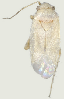 Europiella pilosula, female