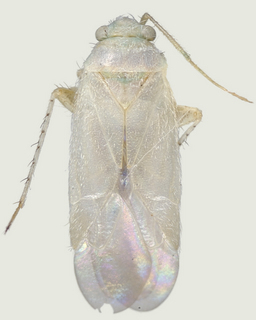 Europiella pilosula, male