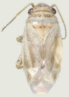 Europiella stigmosa, female