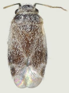 Europiella umbrina, female