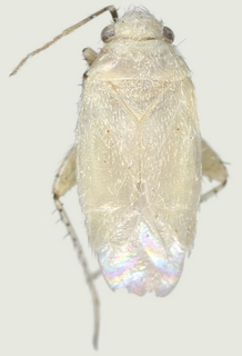 Europiella unipuncta, female