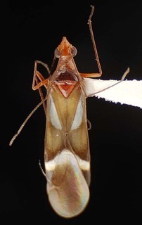 Coquillettia albiclava, AMNH PBI00063904