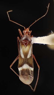 Coquillettia albiclava, AMNH PBI00064195