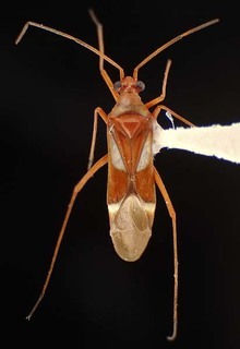 Coquillettia laticeps, AMNH PBI00064190