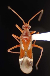 Coquillettia laticeps, AMNH PBI00064192
