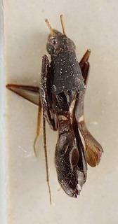 Diocoris agelastus, AMNH PBI00061984