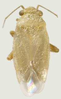 Knightopiella albipubescens