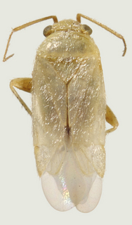 Knightopiella albipubescens