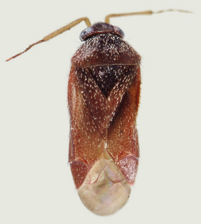 Phoenicocoris australis, male