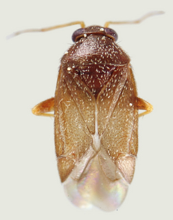 Phoenicocoris claricornis, male