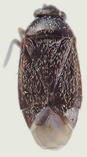 Phoenicocoris dissimilis, female