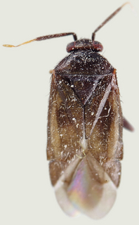 Phoenicocoris dissimilis, male