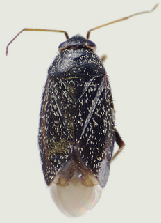Phoenicocoris longirostris, female