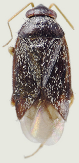 Phoenicocoris longirostris, male