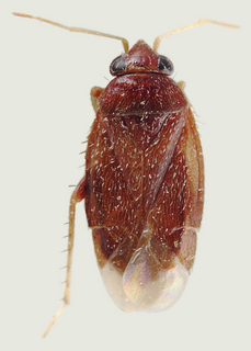 Phoenicocoris modestus, female