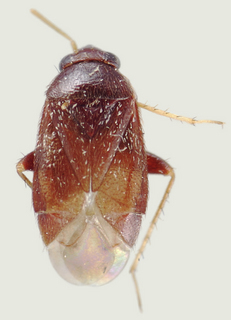 Phoenicocoris modestus, male