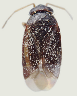 Phoenicocoris nevadensis, male