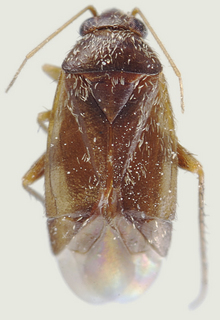 Phoenicocoris obscurellus, female