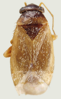 Phoenicocoris pallidicornis, female
