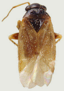 Phoenicocoris pallidicornis, male