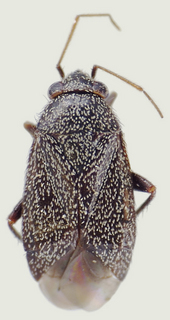 Phoenicocoris rostratus, female