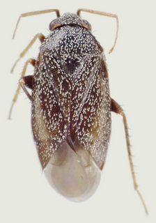 Phoenicocoris rostratus, male