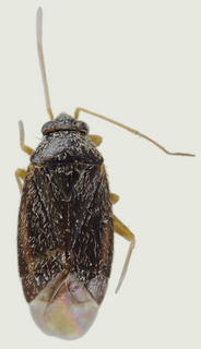 Phoenicocoris strobicola, female