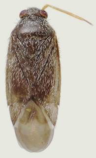 Phoenicocoris strobicola, male