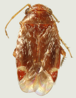 Pruneocoris stonedahli, female