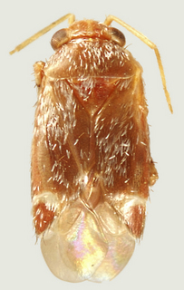 Pruneocoris stonedahli, male