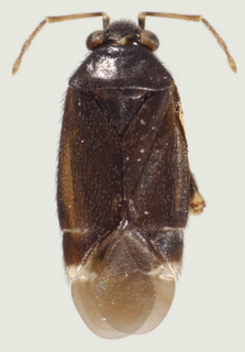 Strophopoda aprica, female