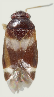 Tuxedo bicinctus, female