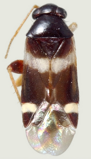 Tuxedo elongatus, female