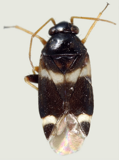 Tuxedo flavicollis, female