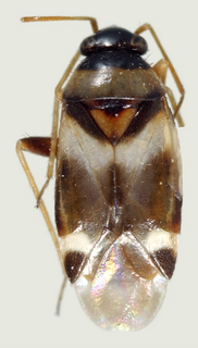 Tuxedo flavicollis, female