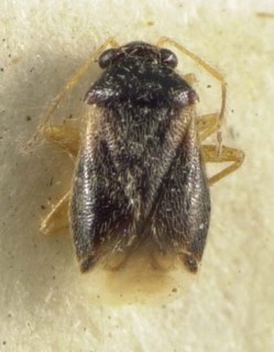 Ceratocapsus praeustus, AMNH PBI00085399