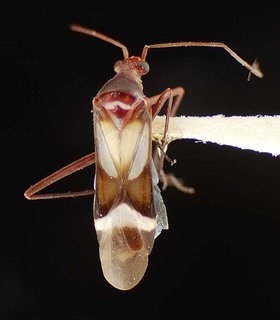 Coquillettia albiclava, AMNH PBI00082773