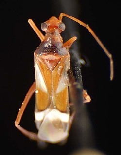 Coquillettia laticeps, AMNH PBI00075393