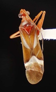 Coquillettia luteiclava, AMNH PBI00073716