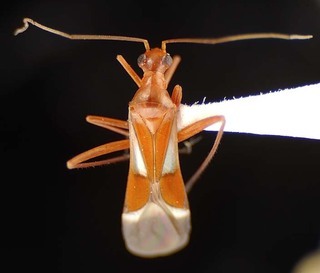 Coquillettia mimetica, AMNH PBI00069174