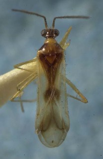 Felisacodes bryocorina, AMNH PBI00085406