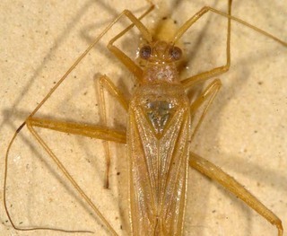 Nesiomiris hawaiiensis, AMNH PBI00085433