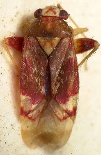 Orthotylus daphne, AMNH PBI00085436