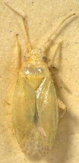 Orthotylus fieberi, AMNH PBI00085443